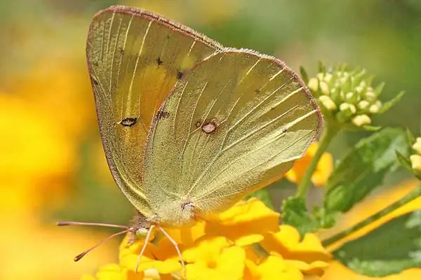 Mariposa de azufre naranja