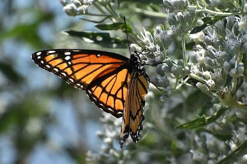 mariposa virrey