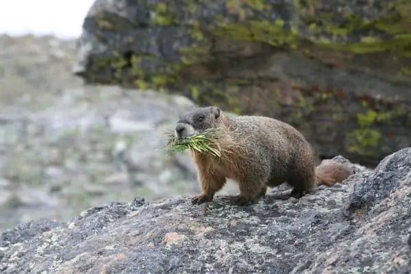 una marmota parada sobre la roca