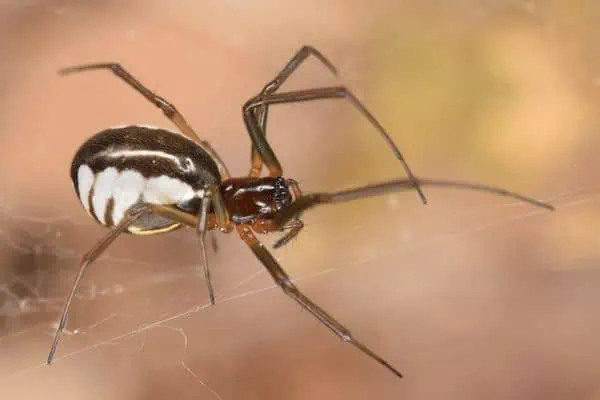 Araña de cuenco y tapete