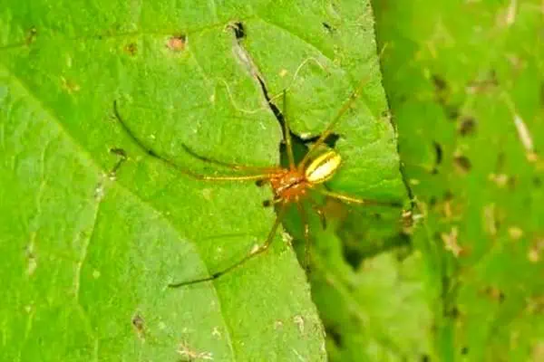 Araña rayada de caramelo