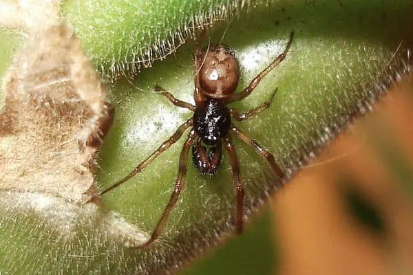 Araña de conejera