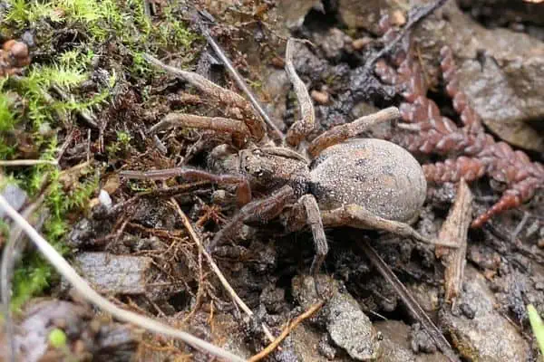 araña lobo del bosque