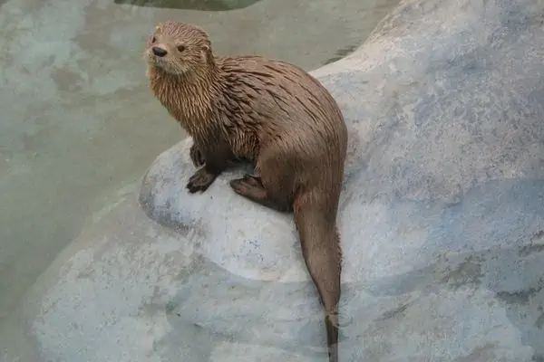 Nutria marina en roca blanca