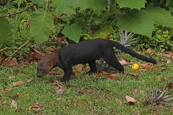 Tayra mirando a su presa