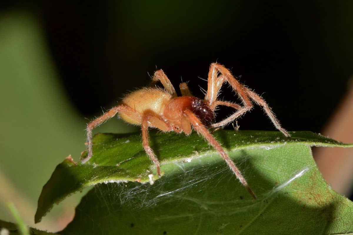 Araña de saco amarillo en una hoja