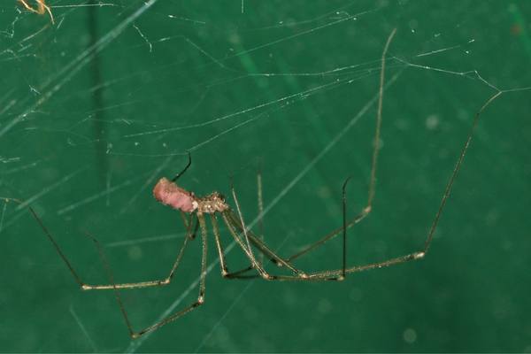 Araña de sótano de cuerpo largo