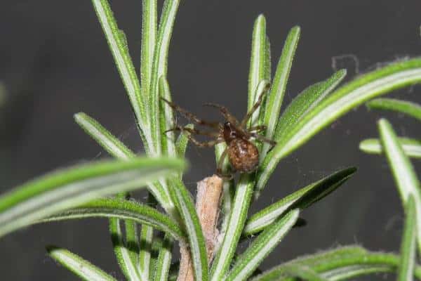 Araña doméstica común en plantas artificiales.