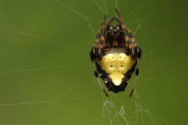 Araña punta de flecha en su web