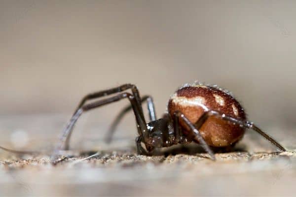 Falsa araña viuda negra