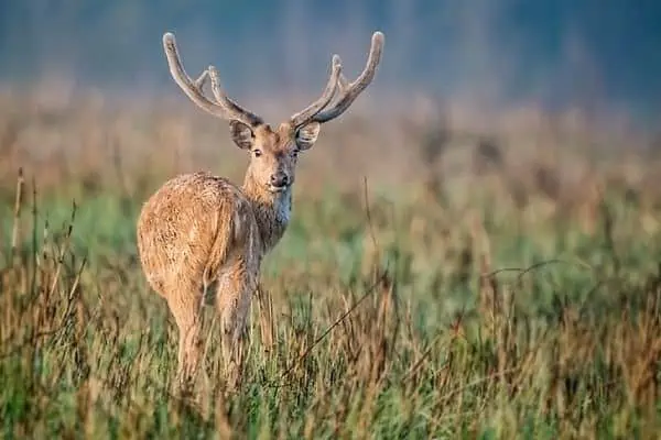 Chital en pastizal