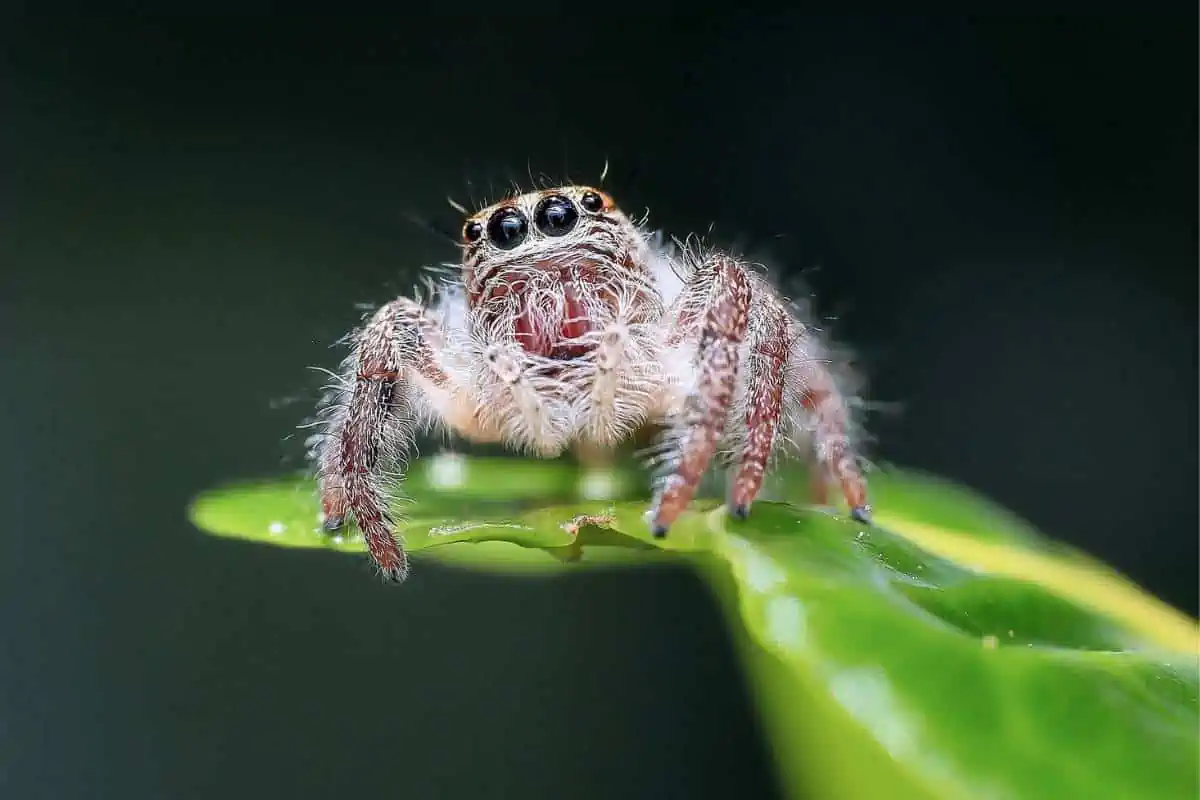 Araña saltarina sobre la hoja