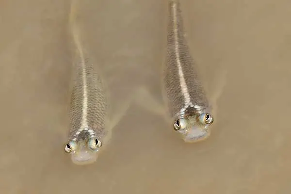 pez de cuatro ojos