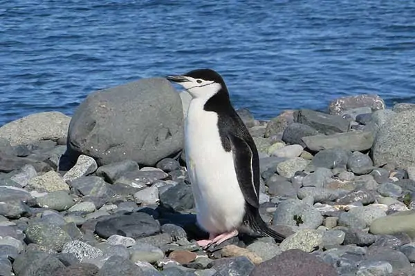 pingüino de barbijo