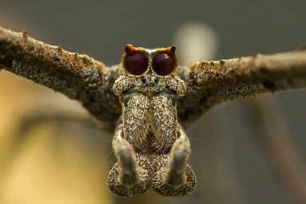 Araña con cara de ogro