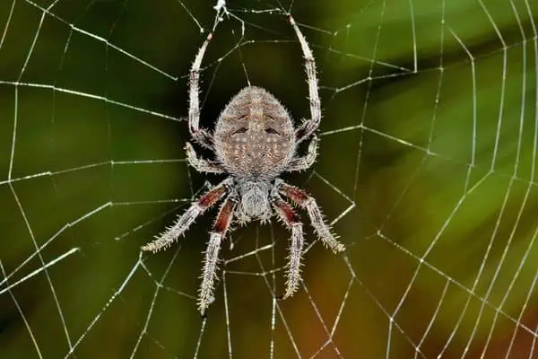 araña tejedora de orbes