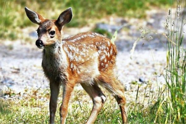 Venado bura