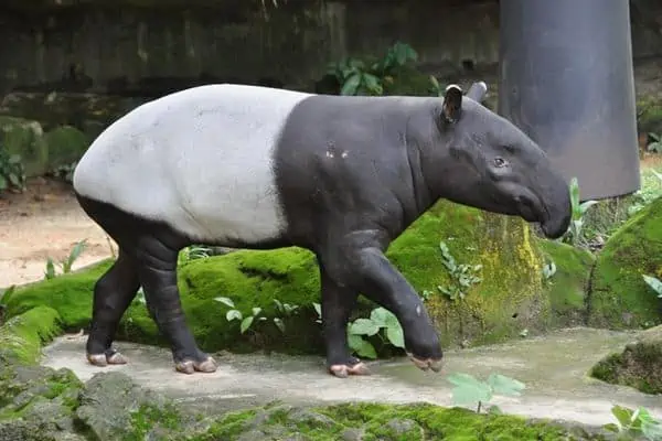 tapir deambulando por el zoológico