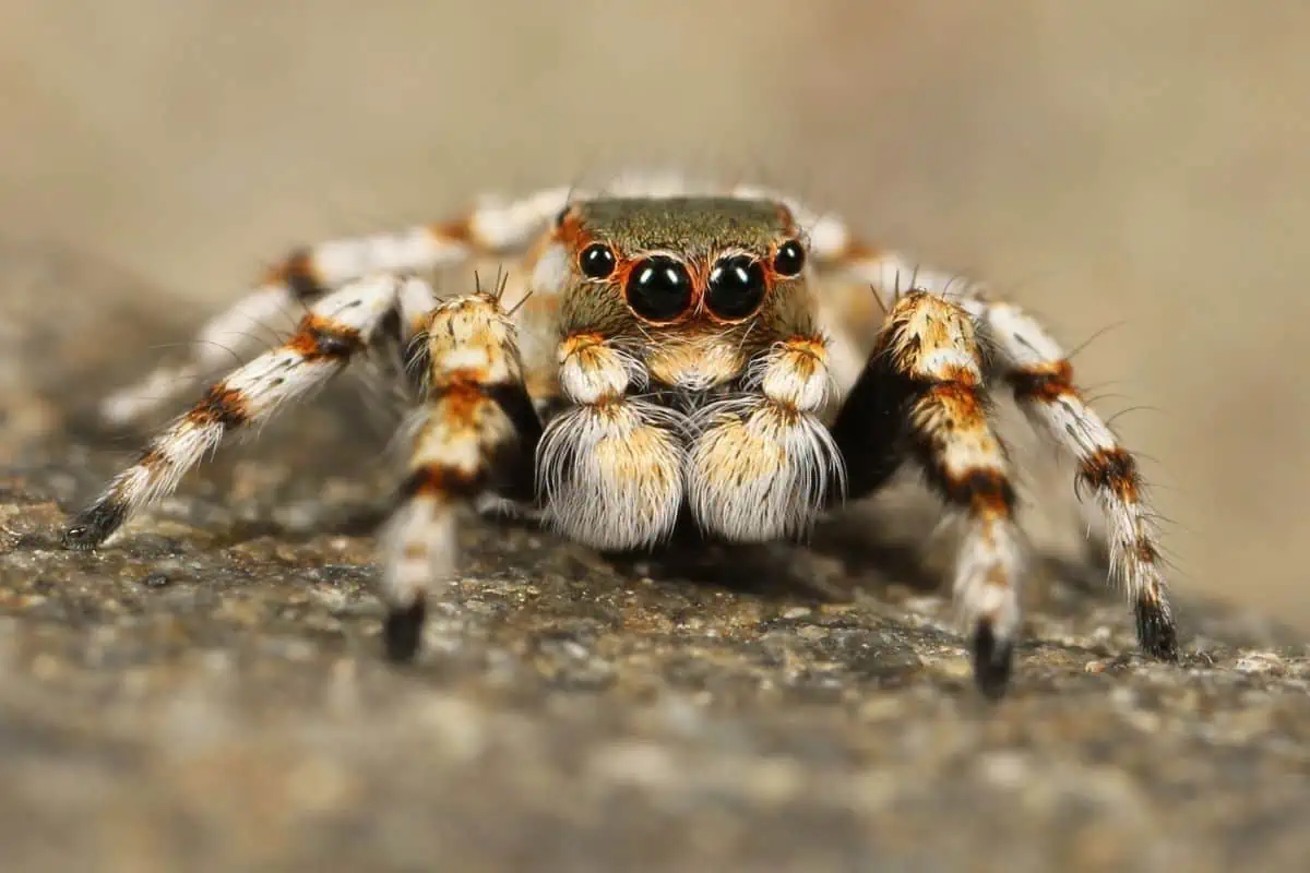 macro araña saltarina