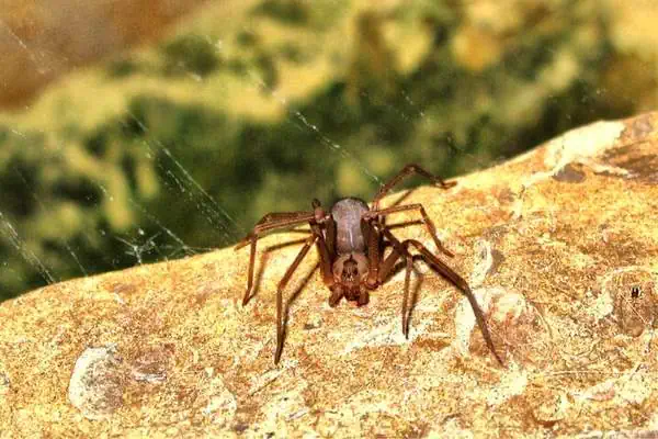 Reclusa parda sobre una roca