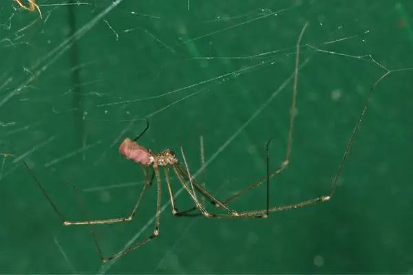 Araña de sótano de cuerpo largo