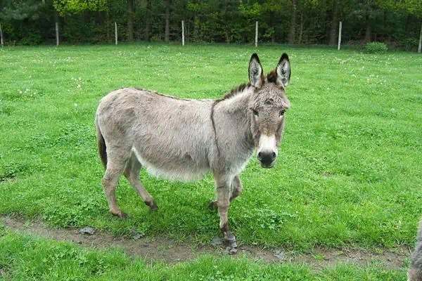 burro vagando en el campo de hierba