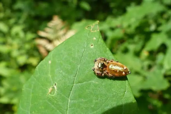 Araña saltadora esmeralda