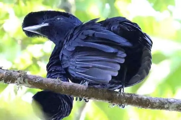Pájaro paraguas de barbas largas en la rama de un árbol