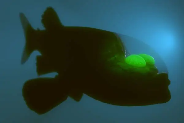 Ojo de barril bajo el agua