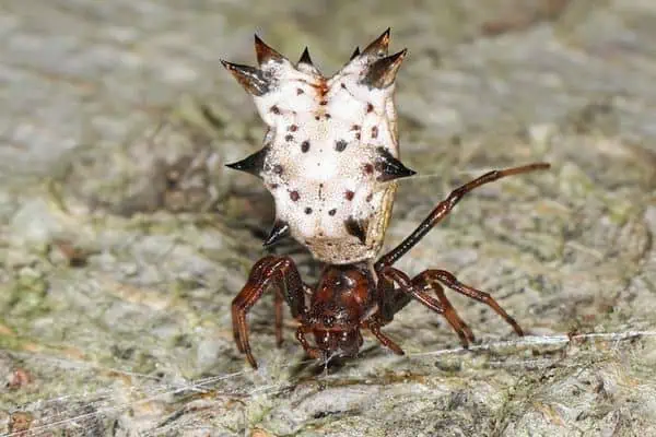 Micrathena con espinas jugando a la web