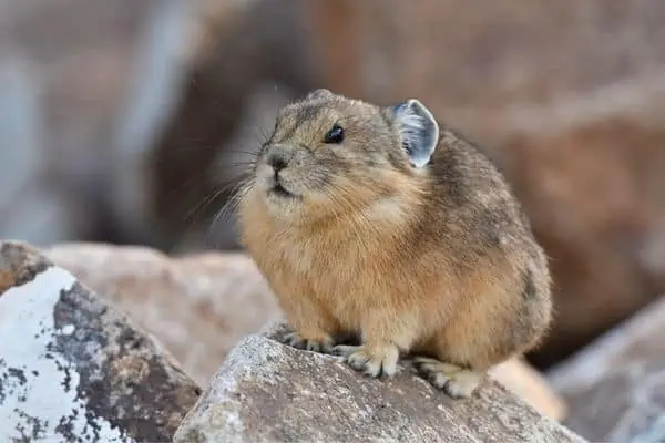 Pika sentada sobre una roca