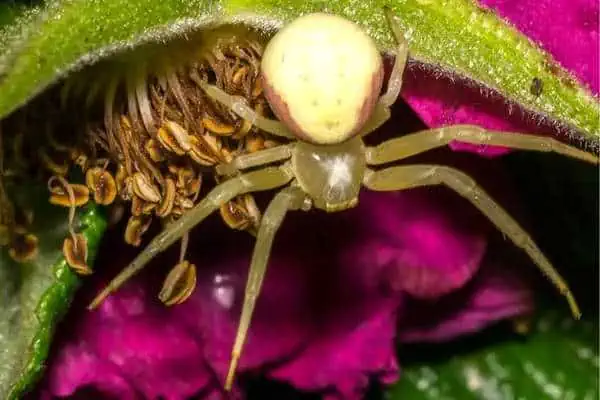 Araña cangrejo de árbol