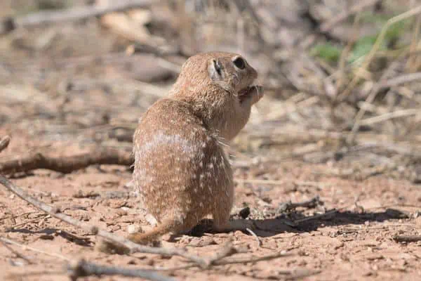 Ardilla de tierra manchada sosteniendo su comida