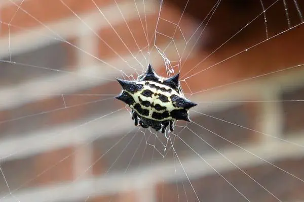 Tejedor de orbes con respaldo espinoso sobre una telaraña