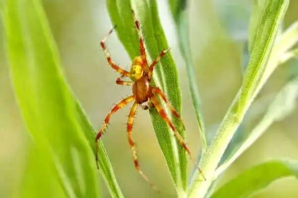 araña trébol