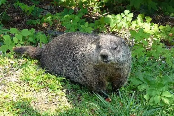 La marmota recostada sobre el césped