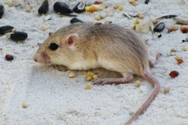 Ratones de bolsillo de las llanuras forrajeando