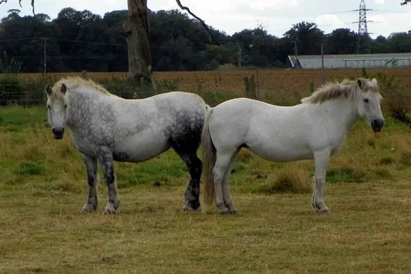 Caballos Falabella en el campo.