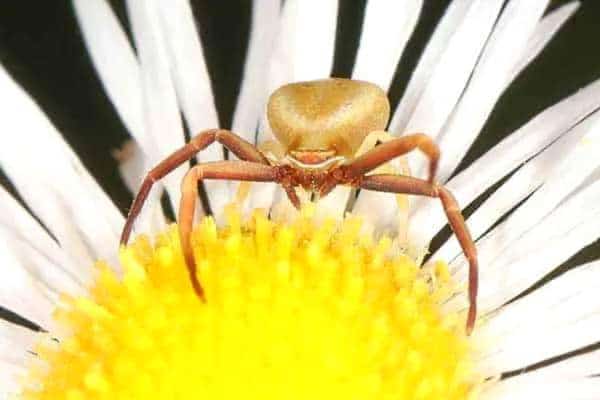 Araña cangrejo de bandas blancas