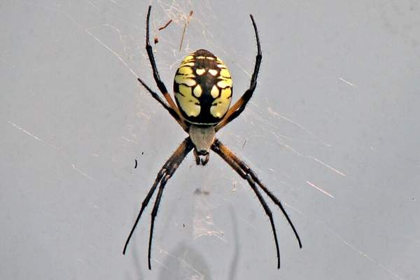 Araña de jardín amarilla en su web