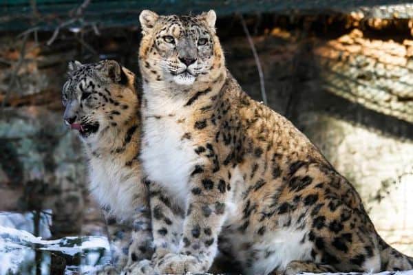 Leopardo de nieve