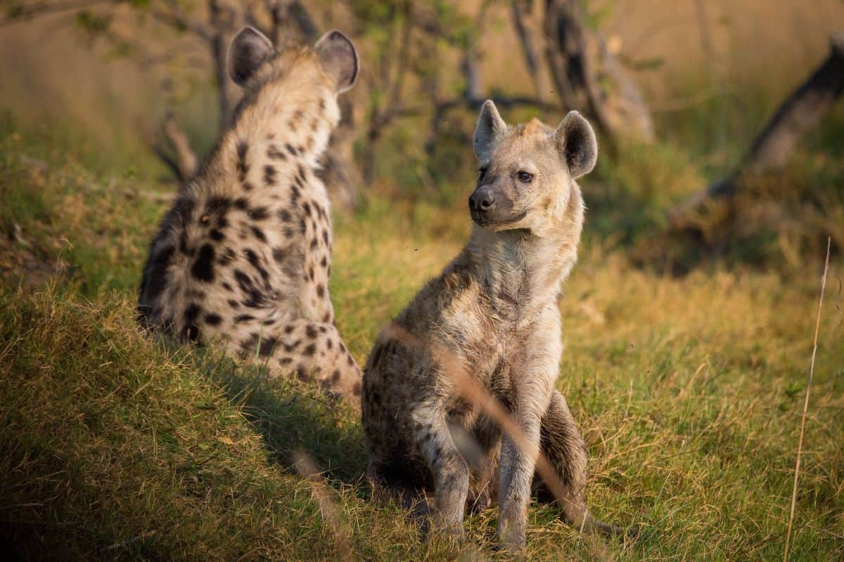 9 Ejemplos De Animales Como Las Hienas (imágenes)