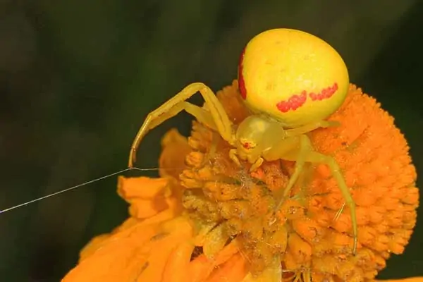 Araña cangrejo vara de oro