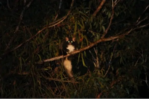 Grandes planeadores del sur capturados de noche