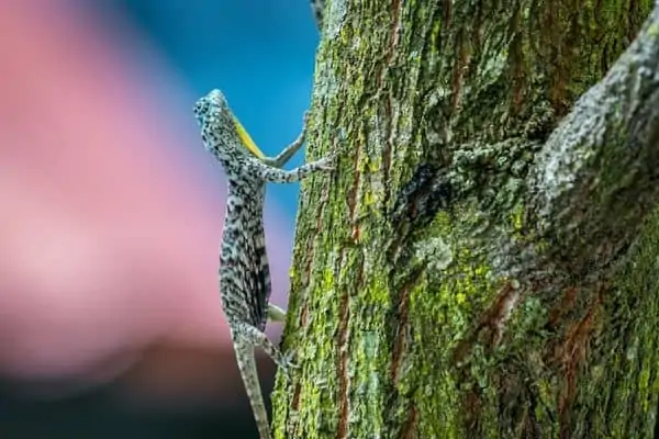 Draco Volans trepa a un árbol