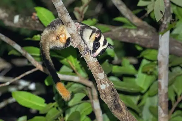 Zarigüeya rayada común en la rama de un árbol