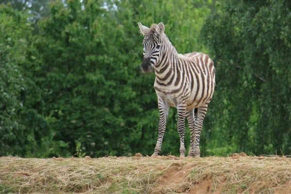 Maneless Zebra de pie sobre una pequeña colina