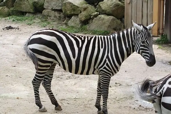 La cebra de Selous en el zoológico