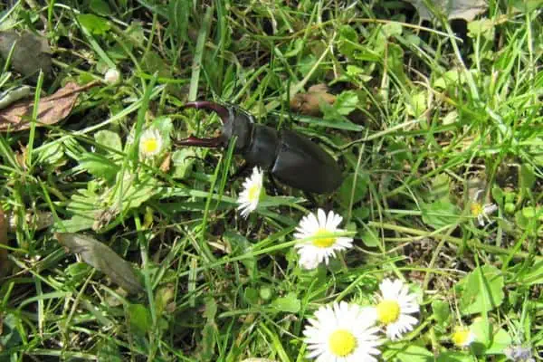 escarabajo ciervo en el jardín