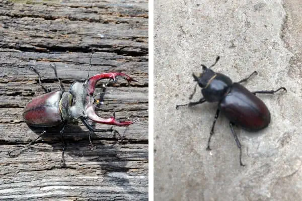 Escarabajo ciervo macho (izquierda) y hembra (derecha)